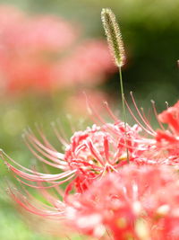 Close-up of red flowering plant