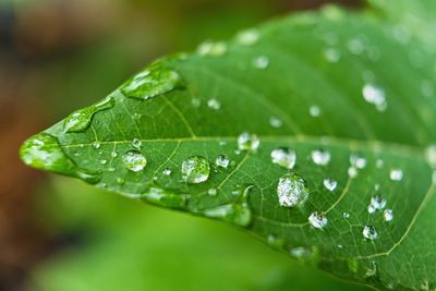 Close-up of raindrops on leaves