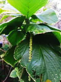 Close-up of insect on leaves