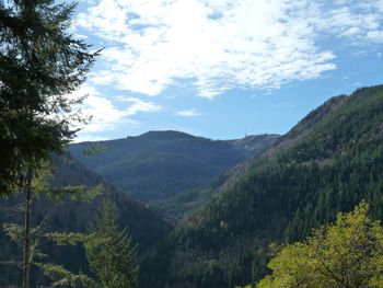 Scenic view of forest against sky