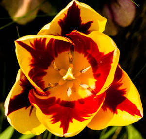 Close-up of yellow flower