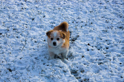 Portrait of white dog in snow