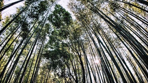 Low angle view of trees growing in forest