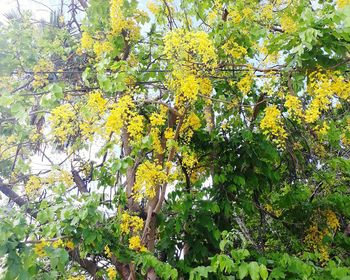 Low angle view of flowering plants hanging from tree