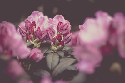 Close-up of pink flowering plant