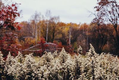 Trees on field against sky during autumn