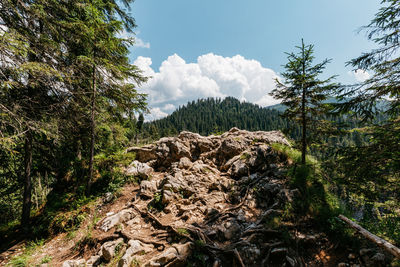 Scenic view of forest against sky