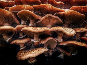 Close-up of mushrooms