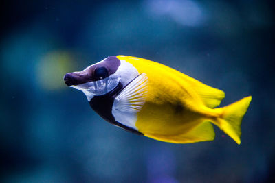 Close-up of yellow fish swimming in sea