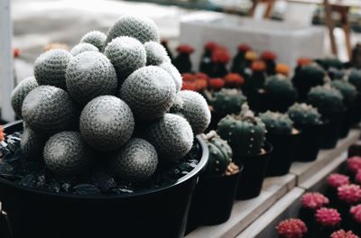 High angle view of eggs in container for sale