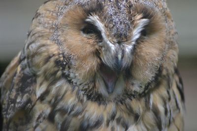 Close-up portrait of owl