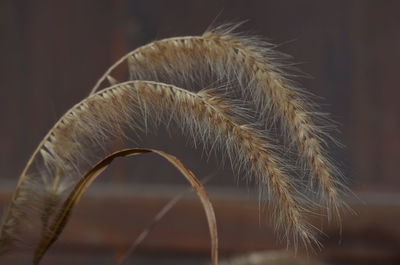 Close-up of fresh plant