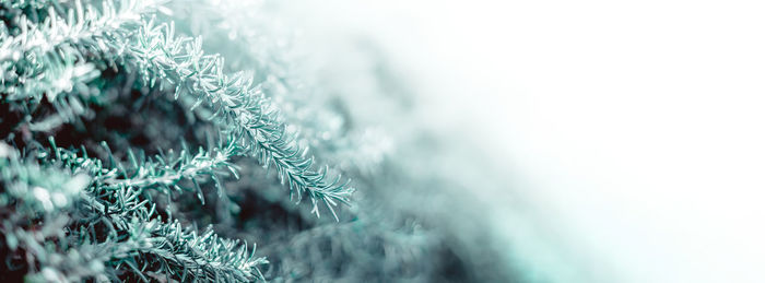 Close-up of pine tree during winter