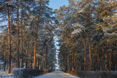 Road amidst trees in forest during winter