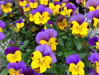 Close-up of yellow flowering plants