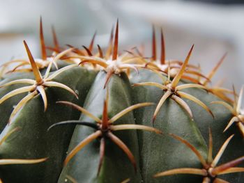 Close-up of plant