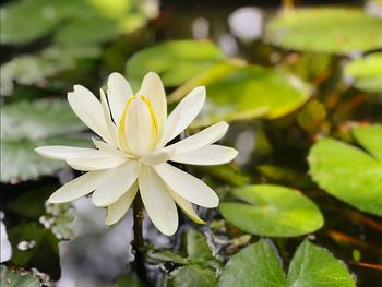 Close-up of white water lily