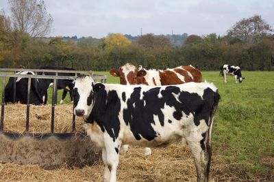 Cows standing in a field