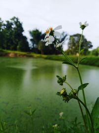 Close-up of flowering plant against water