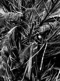 Full frame shot of dry plant on field