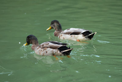 Couple of common gray ducks inside green lake.