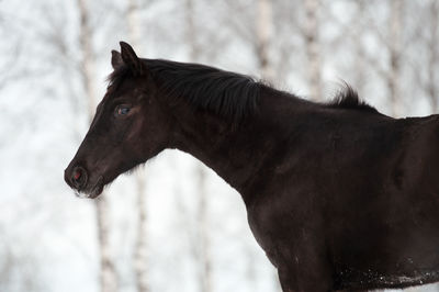 Close-up of horse standing outdoors