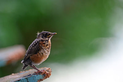 Close-up of bird perching