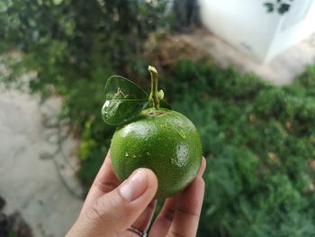 Close-up of hand holding apple