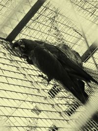 View of bird in cage