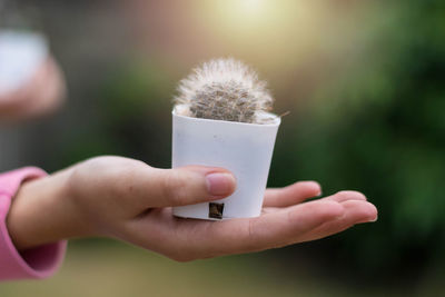 Close-up of hand holding flower against blurred background