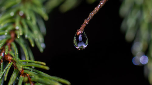 Close-up of raindrops on plant
