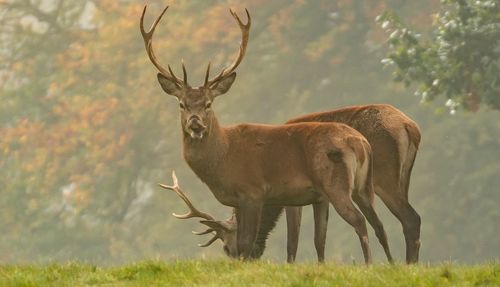 Deer standing in a field