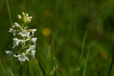 Close-up of white flowering plant