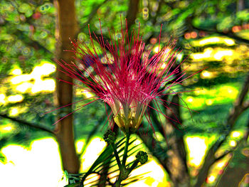 Close-up of flowering plant