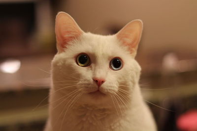 Close-up portrait of cat