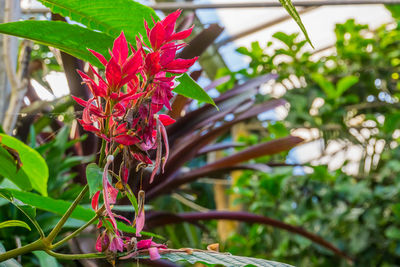 Close-up of red flowering plant