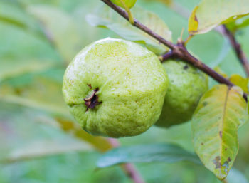 Close-up of fruits on tree