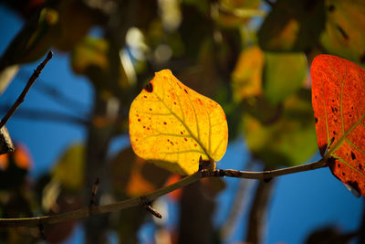 Close-up of maple leaf during autumn