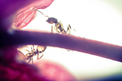 Close-up of insect