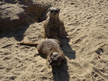 High angle view of meerkats on sand