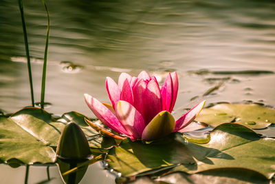 A beautiful light pink water lilies growing in a natural pond. colorful summer scenery.