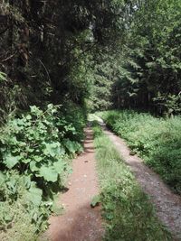 Trail amidst trees in forest