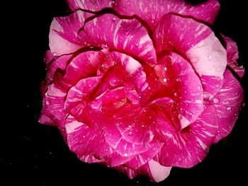 Close-up of pink rose