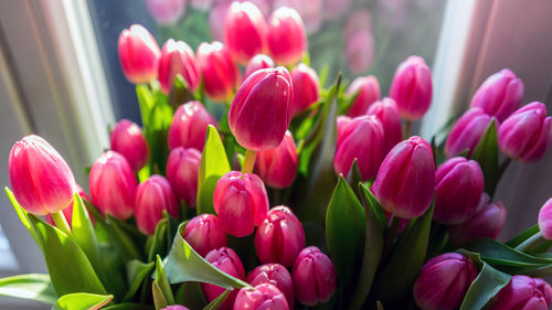 Close-up of pink tulips