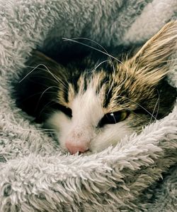 Close-up of cat
