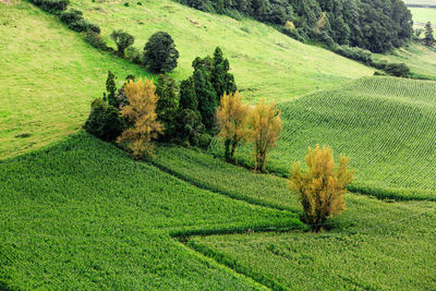 Scenic view of agricultural field