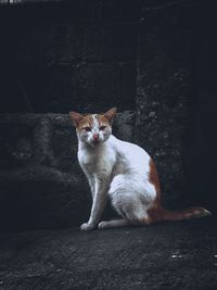 Portrait of cat sitting on wall