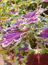 Close-up of purple flowers