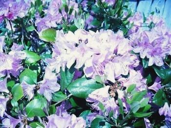 Close-up of purple flowers