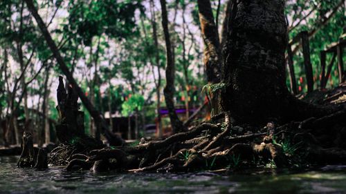 View of trees in the forest